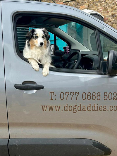 Top tips for dog care over summer